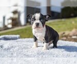 Small Photo #6 Boston Terrier Puppy For Sale in MILLERSBURG, OH, USA
