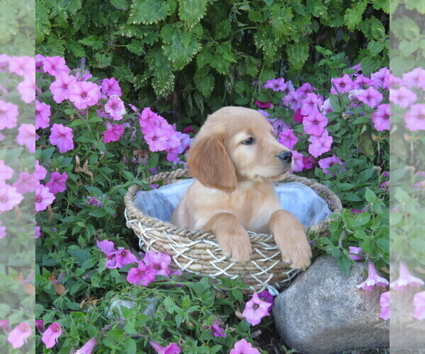 Medium Photo #36 Golden Retriever Puppy For Sale in THORP, WI, USA