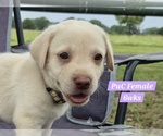 Puppy Yellow PuC Labrador Retriever