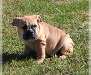 Bulldog Puppy for sale in MARSHFIELD, MO, USA