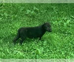 Small #4 Irish Wolfhound
