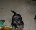 Small Photo #4 Shorkie Tzu Puppy For Sale in PATERSON, NJ, USA