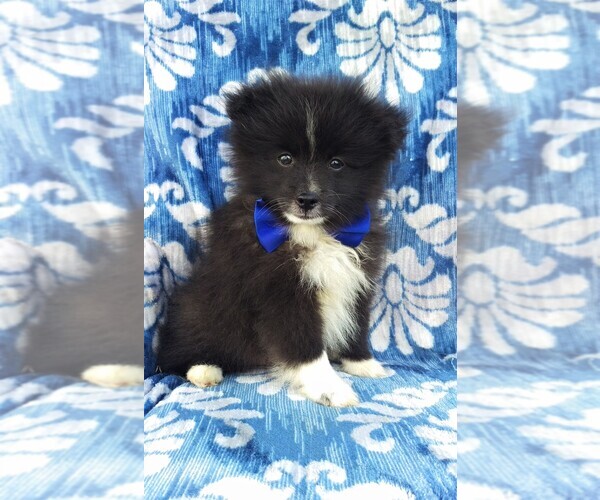 Medium Photo #1 Pomeranian Puppy For Sale in LANCASTER, PA, USA