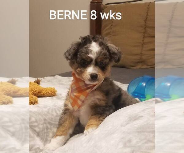 Medium Photo #8 Miniature Bernedoodle-Poodle (Toy) Mix Puppy For Sale in HERRIMAN, UT, USA