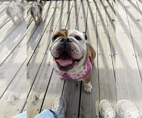 Medium Photo #2 Bulldog Puppy For Sale in Wheaton, IL, USA
