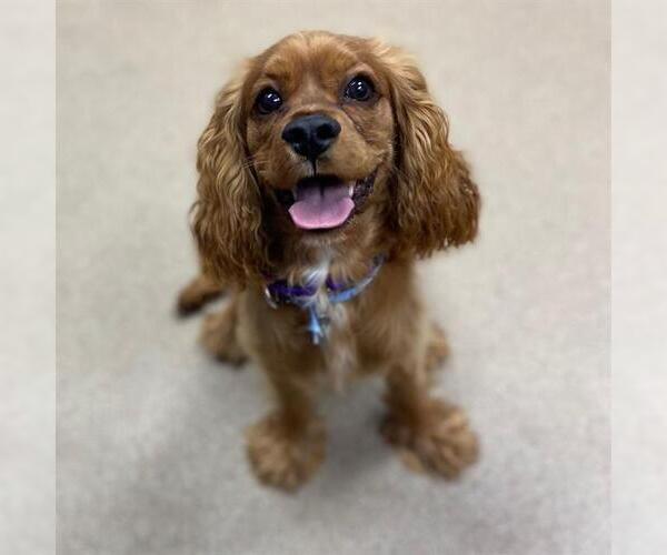 Medium Photo #1 Cocker Spaniel Puppy For Sale in Aurora, CO, USA