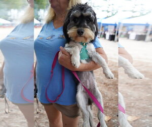 Mauxie Dogs for adoption in Holly Springs, NC, USA