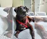 Small Labrador Retriever Mix