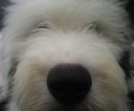 Small Photo #64 Old English Sheepdog Puppy For Sale in WILMINGTON, OH, USA