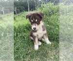 Puppy 2 Alaskan Husky-Border Collie Mix