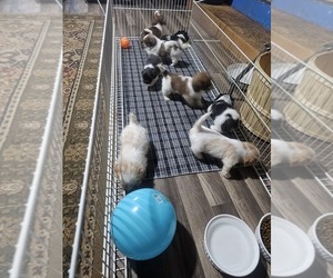 Schweenie Puppy for Sale in BOWLING GREEN, Kentucky USA