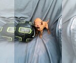 Small Photo #2 Vizsla Puppy For Sale in HOMESTEAD, FL, USA