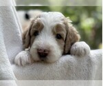 Small Photo #42 Goldendoodle Puppy For Sale in PIERSON, FL, USA