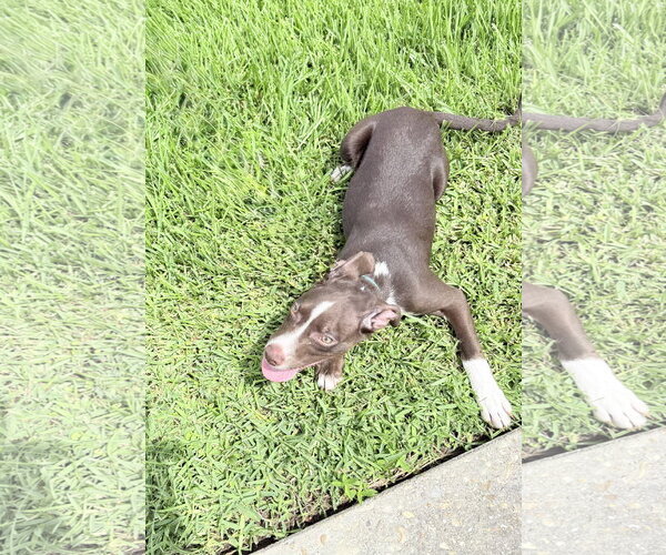 Medium Photo #5 American Pit Bull Terrier-Unknown Mix Puppy For Sale in Oakhurst, NJ, USA