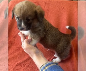 Pembroke Welsh Corgi Puppy for sale in BLOOMINGTON, IN, USA