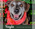 Small #15 Catahoula Leopard Dog Mix
