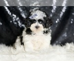 Small #5 Maltipoo