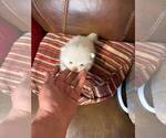 Pomeranian Near - Female Pomeranian Puppy for Sale - Photo #2