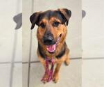 Small German Shepherd Dog Mix