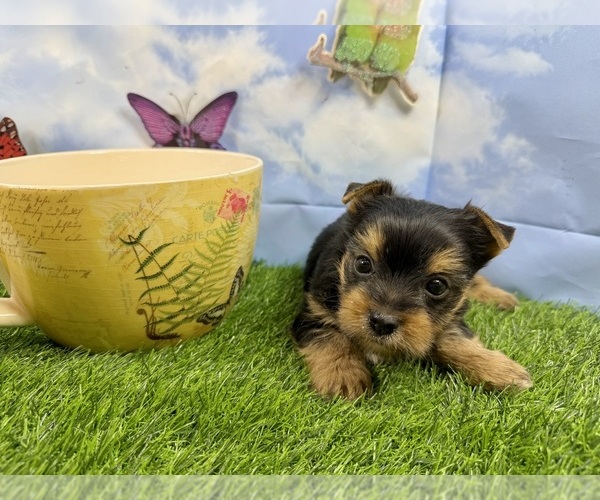 Medium Photo #1 Yorkshire Terrier Puppy For Sale in CASSVILLE, MO, USA