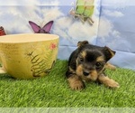 Image preview for Ad Listing. Nickname: Little Layla