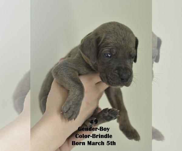 Medium Photo #3 Great Dane Puppy For Sale in FIELDING, UT, USA