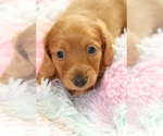 Small Photo #2 Dachshund Puppy For Sale in RIALTO, CA, USA