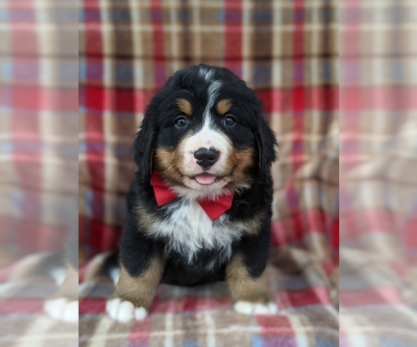 Medium Photo #6 Bernese Mountain Dog Puppy For Sale in CHRISTIANA, PA, USA