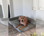 Small American Pit Bull Terrier Mix