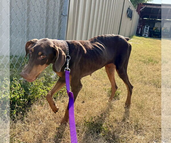 Medium Photo #6 Doberman Pinscher Puppy For Sale in Devine, TX, USA