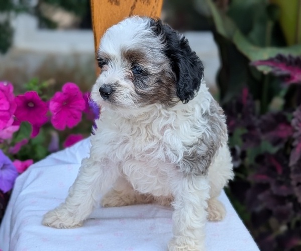 Medium Photo #6 Maltipoo (Toy) Puppy For Sale in GOSHEN, IN, USA