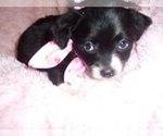 Small #3 Chihuahua