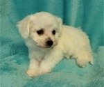 Small Photo #3 Bichon Frise Puppy For Sale in Shelbyville, IN, USA
