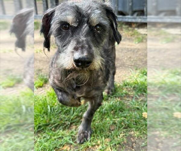 Medium Photo #1 Mutt Puppy For Sale in Riverside, CA, USA