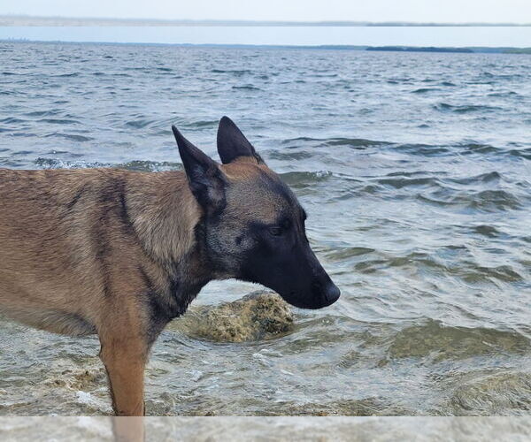 Medium Photo #5 Mutt Puppy For Sale in Imlay City, MI, USA