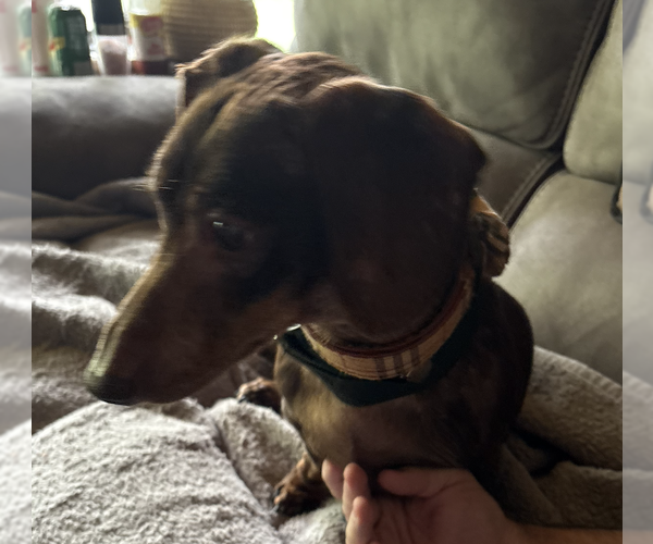 Medium Photo #7 Dachshund Puppy For Sale in Fruitland, SC, USA