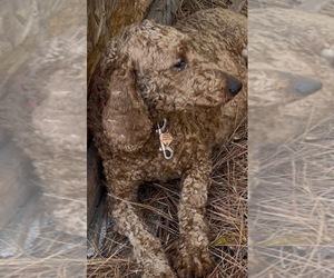Mother of the Labradoodle puppies born on 03/12/2026