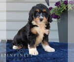 Small #1 Bernedoodle (Miniature)