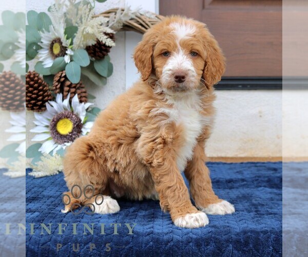Medium Photo #2 Goldendoodle (Miniature) Puppy For Sale in NARVON, PA, USA