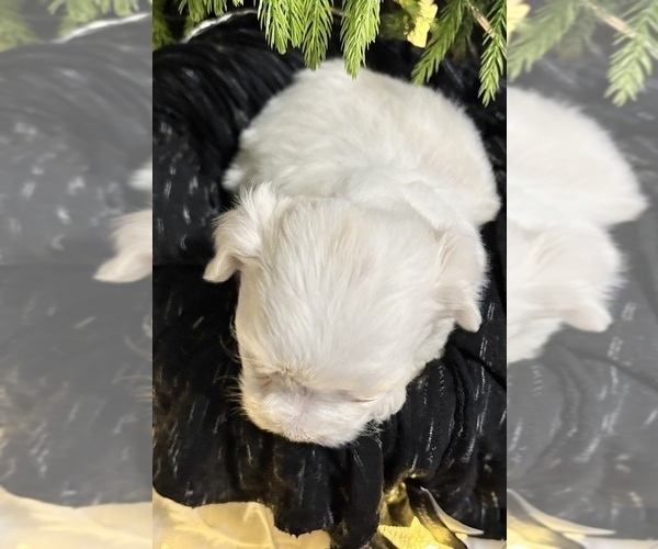 Medium Photo #11 Maltese Puppy For Sale in ROCK STREAM, NY, USA