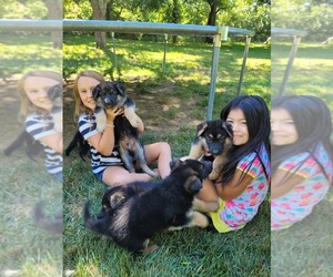 German Shepherd Dog Puppy for sale in NICHOLASVILLE, KY, USA