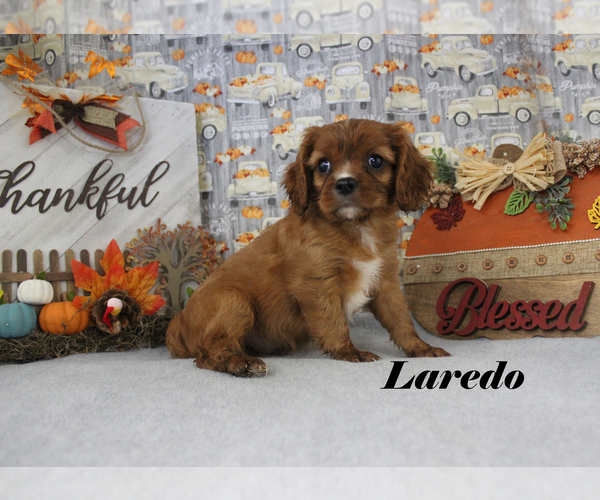 Medium Photo #98 Cavalier King Charles Spaniel Puppy For Sale in CHANUTE, KS, USA