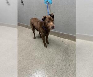 Labrador Retriever-Unknown Mix Dogs for adoption in Las Vegas, NV, USA