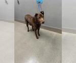 Small Labrador Retriever Mix