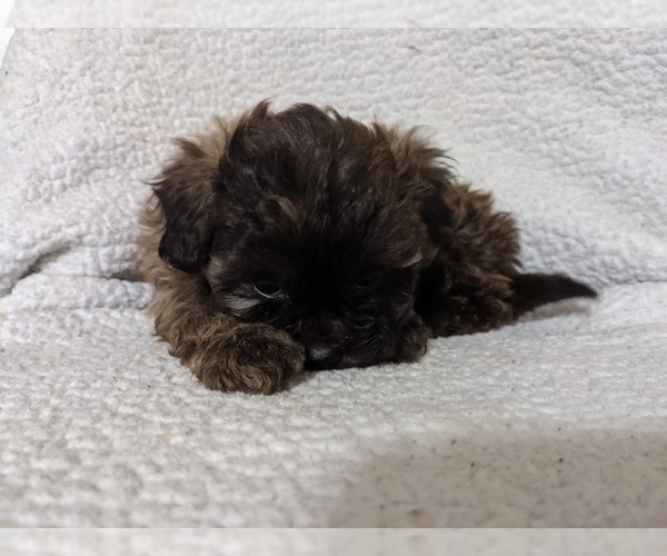 Medium Photo #3 ShihPoo Puppy For Sale in MCMINNVILLE, TN, USA
