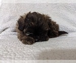 Small Photo #3 ShihPoo Puppy For Sale in MCMINNVILLE, TN, USA
