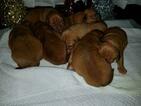Small Photo #8 Dogue de Bordeaux Puppy For Sale in DIABLO GRANDE, CA, USA