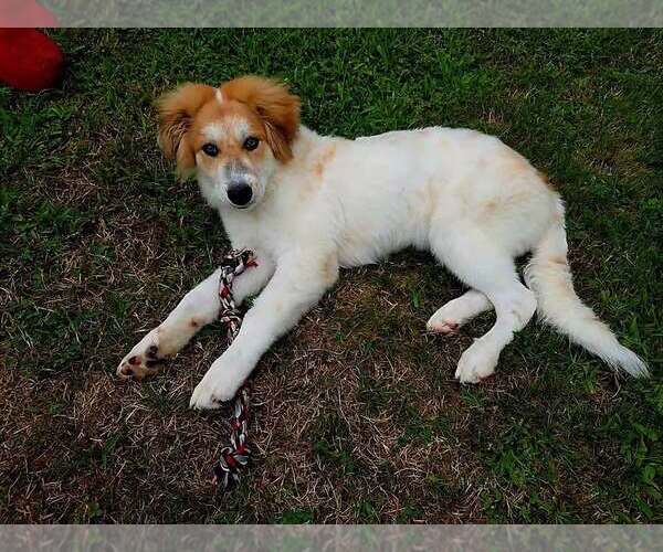 Medium Photo #3 Mutt Puppy For Sale in Woodbury, NY, USA