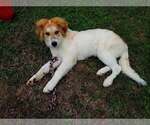 Small #2 Mutt