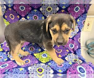 German Shepherd Dog-Unknown Mix Dogs for adoption in HESPERIA, CA, USA